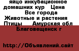 яйцо инкубационное домашних кур › Цена ­ 25 - Все города Животные и растения » Птицы   . Амурская обл.,Благовещенск г.
